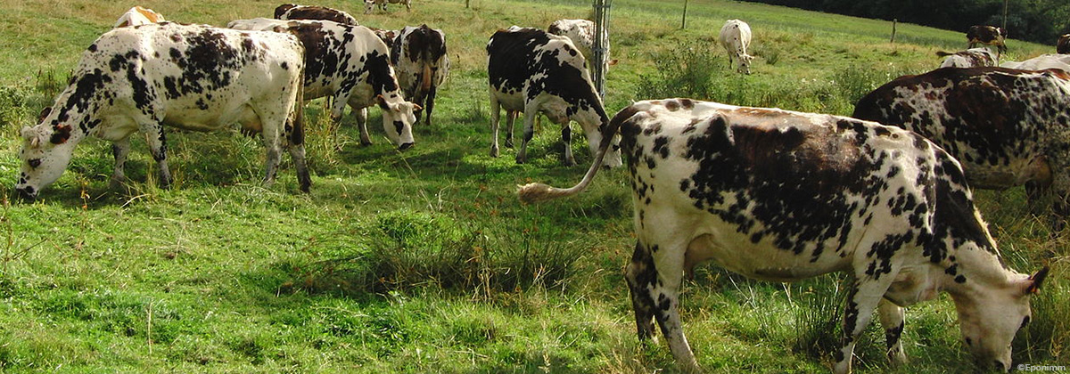 Vaches normandes