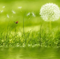 Conseils & Astuces pour mieux protéger la planète